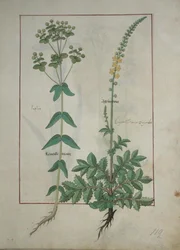Reveille Matin and Agrimonia, illustration from The Book of Simple Medicines by Mattheaus Platearius